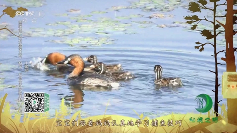 《秘境之眼》 青头潜鸭/白骨顶/东方白鹳/水雉/小䴙䴘 20211210