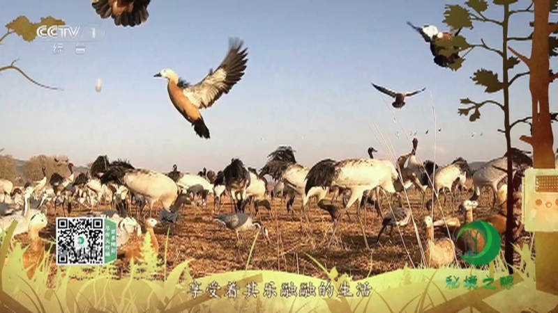 秘境之眼 《秘境之眼》 黑颈鹤/黔金丝猴/猞猁/貉/河狸 20230325