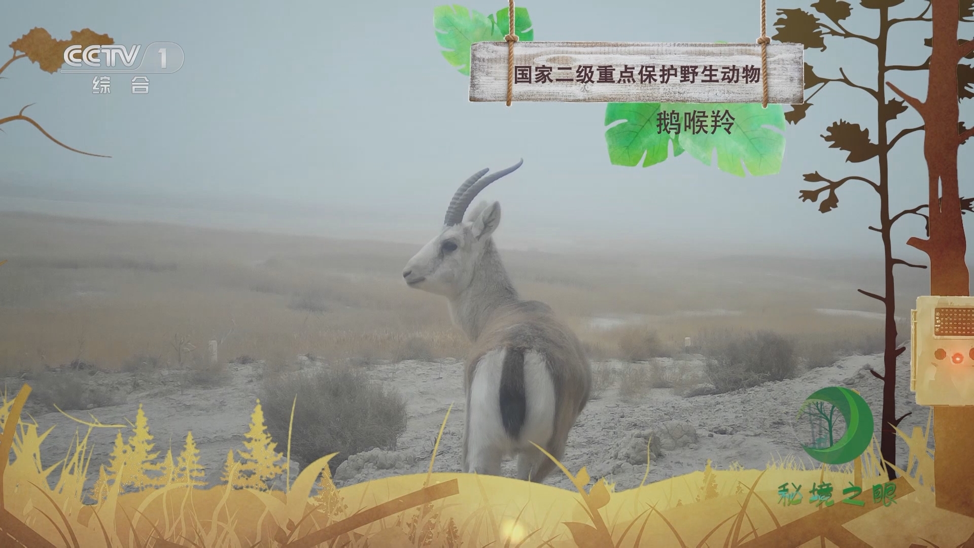 秘境之眼 《秘境之眼》 鹅喉羚 20231019
