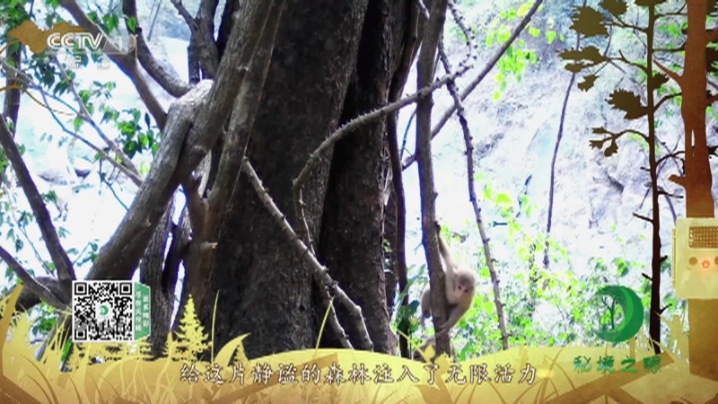 《秘境之眼》 熊猴 20211113