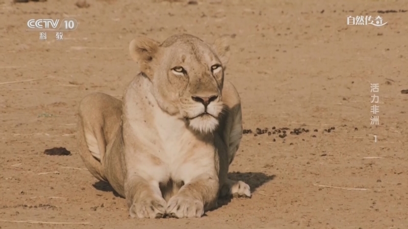 《自然传奇》 20260317 活力非洲 1