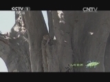 人与自然 《人与自然》 20140618 漫漫成长路（上）