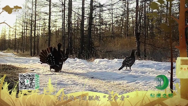 秘境之眼 《秘境之眼》 黑嘴松鸡 20220910