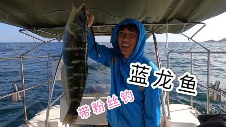 阿镭带粉丝钓鱼，钓到一条蓝龙鱼