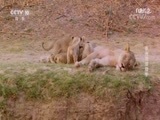 自然传奇 《自然传奇》 20170908 非洲顶级猎手