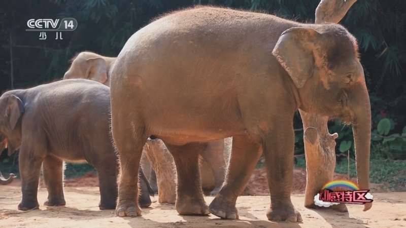 《动感特区》 20250926 非常游学团 动物保育少年联盟