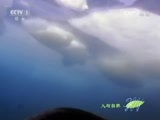 人与自然 《人与自然》 20160105 极地攻击（下）