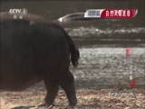 动物世界 《动物世界》 20161208 河马河迷案