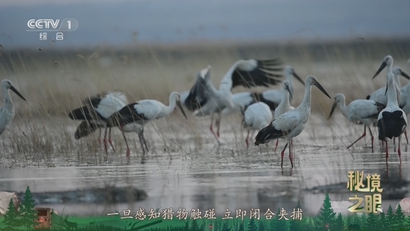 秘境之眼 《秘境之眼》 东方白鹳 20260501