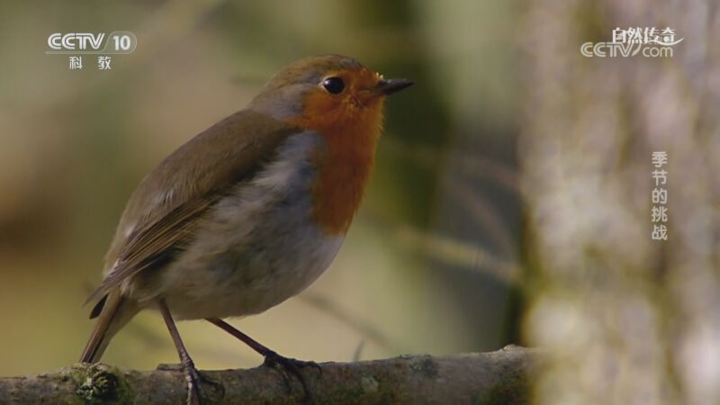 《自然传奇》 20251109 季节的挑战