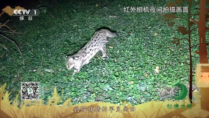 秘境之眼 《秘境之眼》 豹猫 20230114
