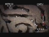 动物世界 《动物世界》 20140807 动物零距离（二）