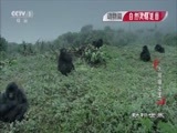 动物世界 《动物世界》 20170106 大猩猩之王
