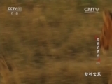 动物世界 《动物世界》 20160914 奔驰的梦想（上）