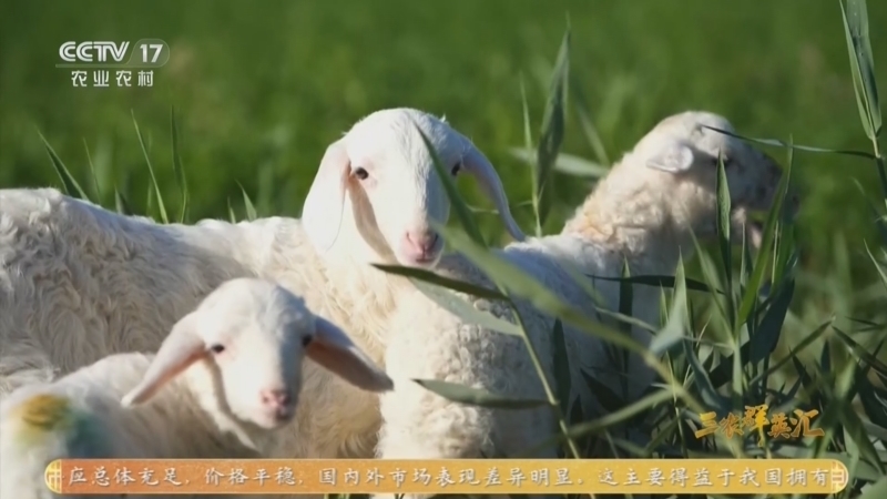 三农群英汇 《三农群英汇》 20260512 返乡养出致富羊