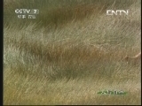 人与自然 《人与自然》 20130629 猎豹妈妈传奇（下）