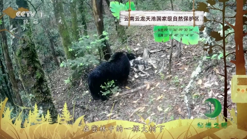 《秘境之眼》 黑熊 20210118