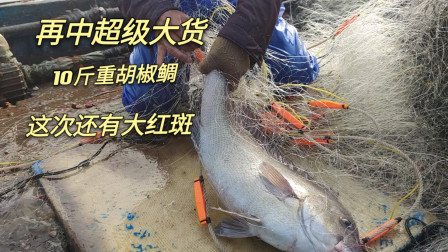南澳岛赶海日记 承包彪哥大网的朋友赚大了，既有值钱的大红斑，又有十斤重的大货