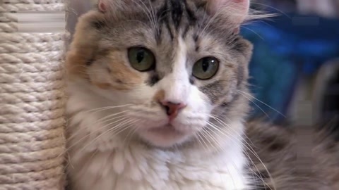 萌宠养成计划 小猫咪的探险之旅