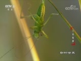 动物世界 《动物世界》 20180225 万籁有声