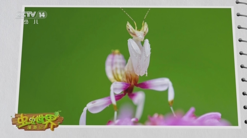 《虫虫世界漫游记》 20240201