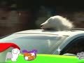 狗狗日记 第299天 Alpha相亲记