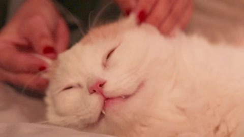 喵客帝国 如何留住一只不归家的猫