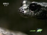 人与自然 《人与自然》 20150827 自然发现：冷血生命——登陆（上）