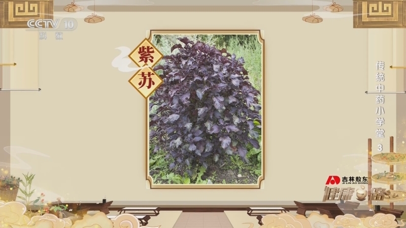 健康之路 《健康之路》 20240611 传统中药小学堂 3