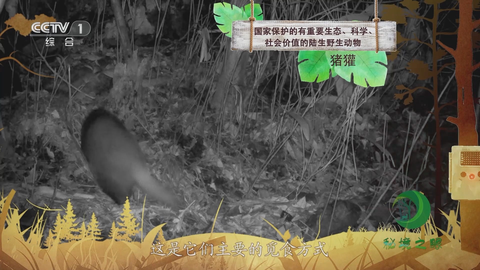 秘境之眼 《秘境之眼》 猪獾 20230928