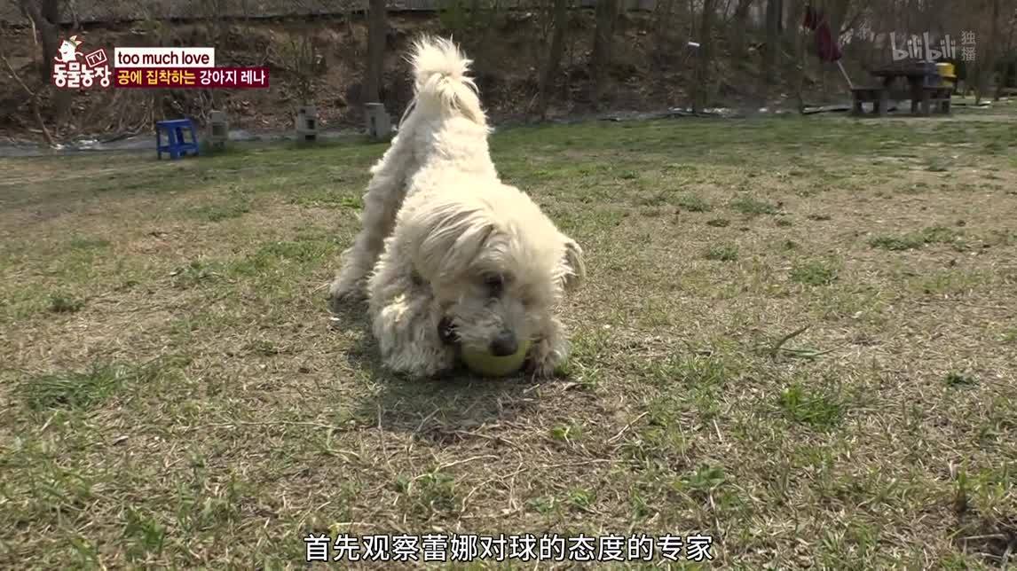 动物农场2020 等待救援的猫