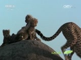 人与自然 《人与自然》 20150708 自然故事：猎豹家庭（上）