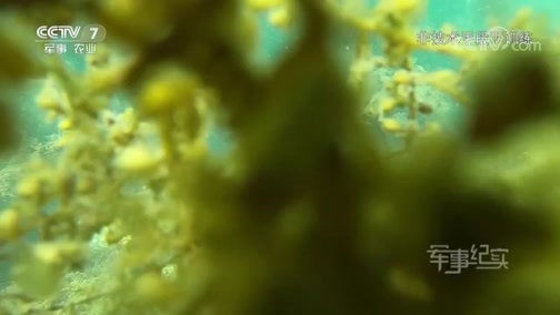 军事纪实 《军事纪实》 20190716 水中猎雷人