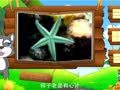 看图识物 考拉 水母 海星