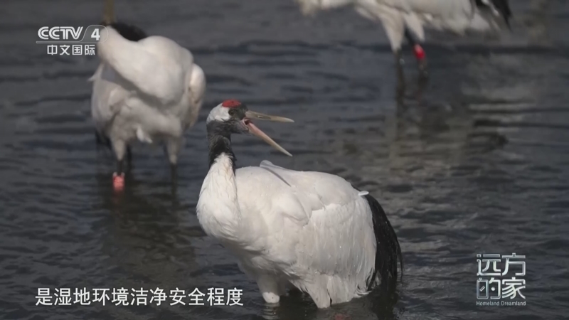 远方的家 《远方的家》 20250114 秘境之旅 鹤舞翩跹诗画情