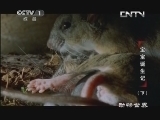 动物世界 《动物世界》 20130914 宝宝诞生记（下）