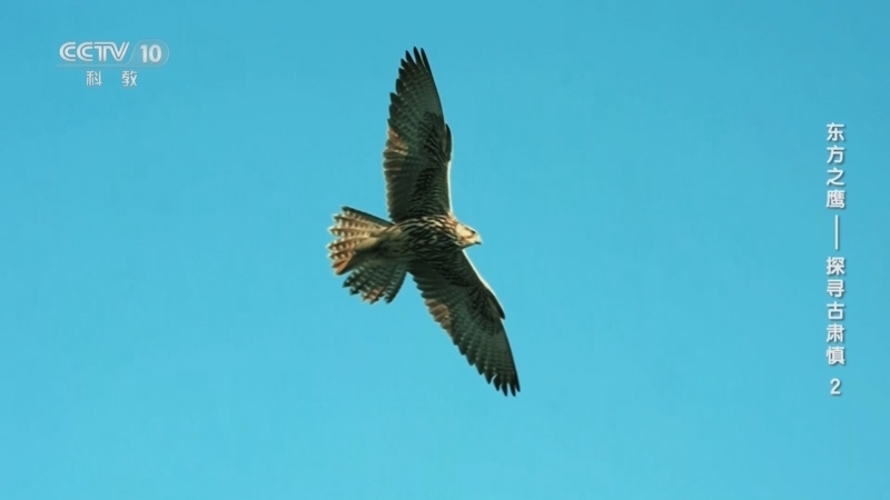 《东方之鹰——探寻古肃慎》 第2集 鹰略治疆