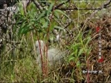 动物世界 《动物世界》 20180602 一片住着熊的森林（二）