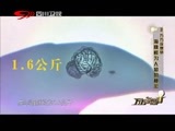 万万没想到 《万万没想到》 20151102 海豚鲜为人知的秘密