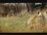 动物世界 《动物世界》 20130121 猎手争霸赛·伏击篇