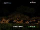 人与自然 原生故事 玛拉玛拉的抗争——恐怖丛林