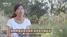 致富经 [致富经]靠神奇植物走出绝境 猪肉卖价翻五倍 20161101