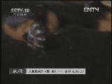 天网 《天网》20121108  八集系列片《警犬》——出师之地（上）