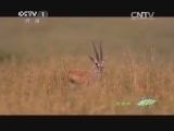 人与自然 《人与自然》 20140303 超级狮群（上）