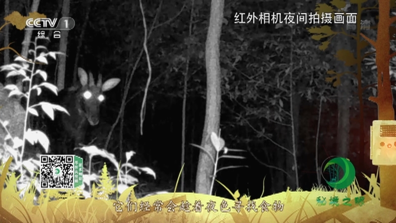 《秘境之眼》 中华鬣羚 20210806