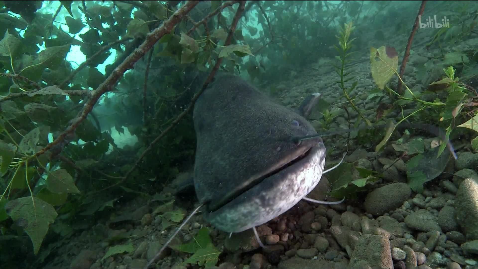 从阿尔卑斯山到莱茵河