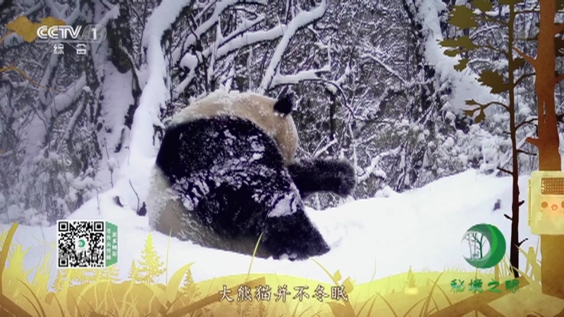 秘境之眼 《秘境之眼》 大熊猫 20221024