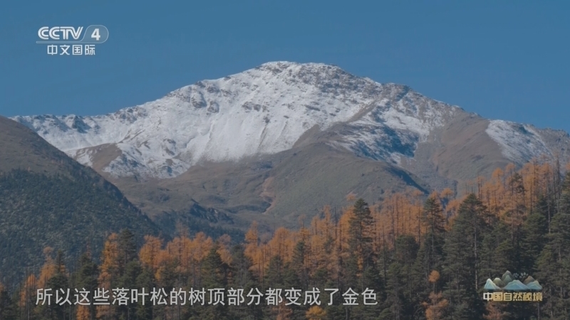 远方的家 《远方的家》 20251002 中国自然秘境 彩云之南的秋日童话