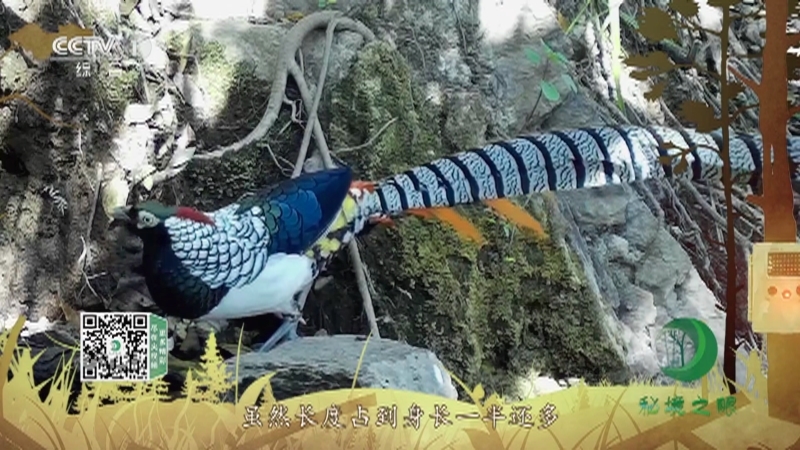 秘境之眼 《秘境之眼》 白腹锦鸡 20220719