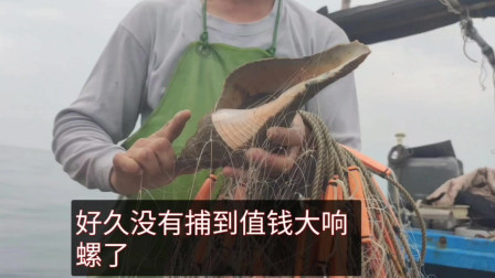 南澳岛赶海日记 彪哥狂放4500米网捕鱼，捕获这种值钱大海螺还有大黄鱼，运气太好